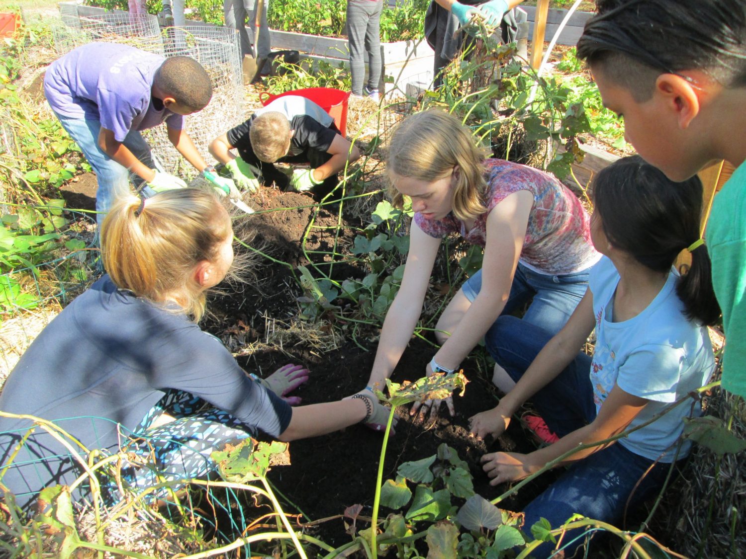 Upper Elementary Community Service, The Montessori Academy of Arlington, Private School Arlington TX