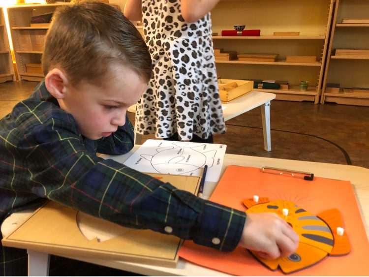 Early Childhood Knobbed Puzzles, The Montessori Academy of Arlington, Private School Arlington TX