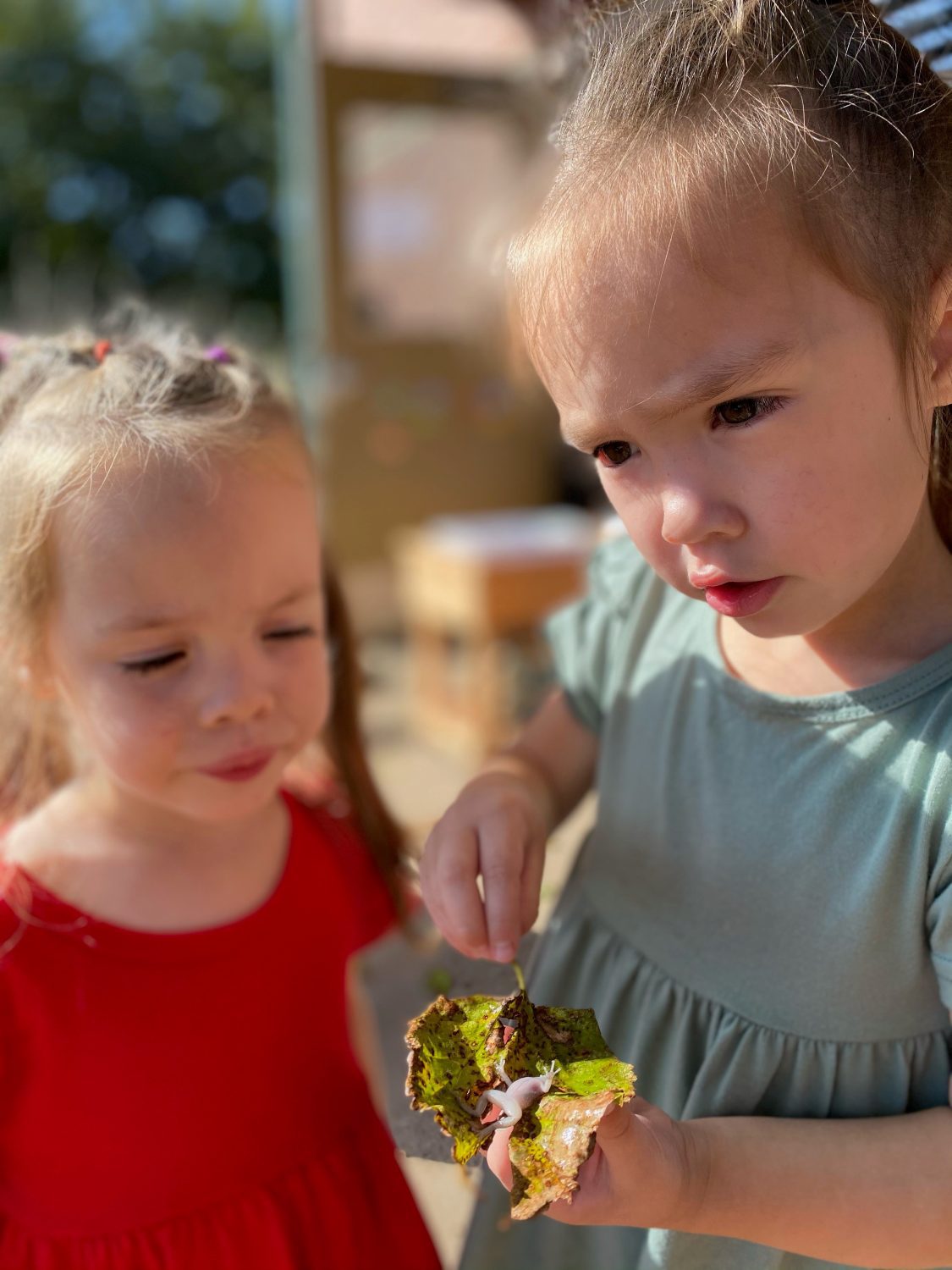 Early Childhood Circle of Life, The Montessori Academy of Arlington, Private School Arlington TX