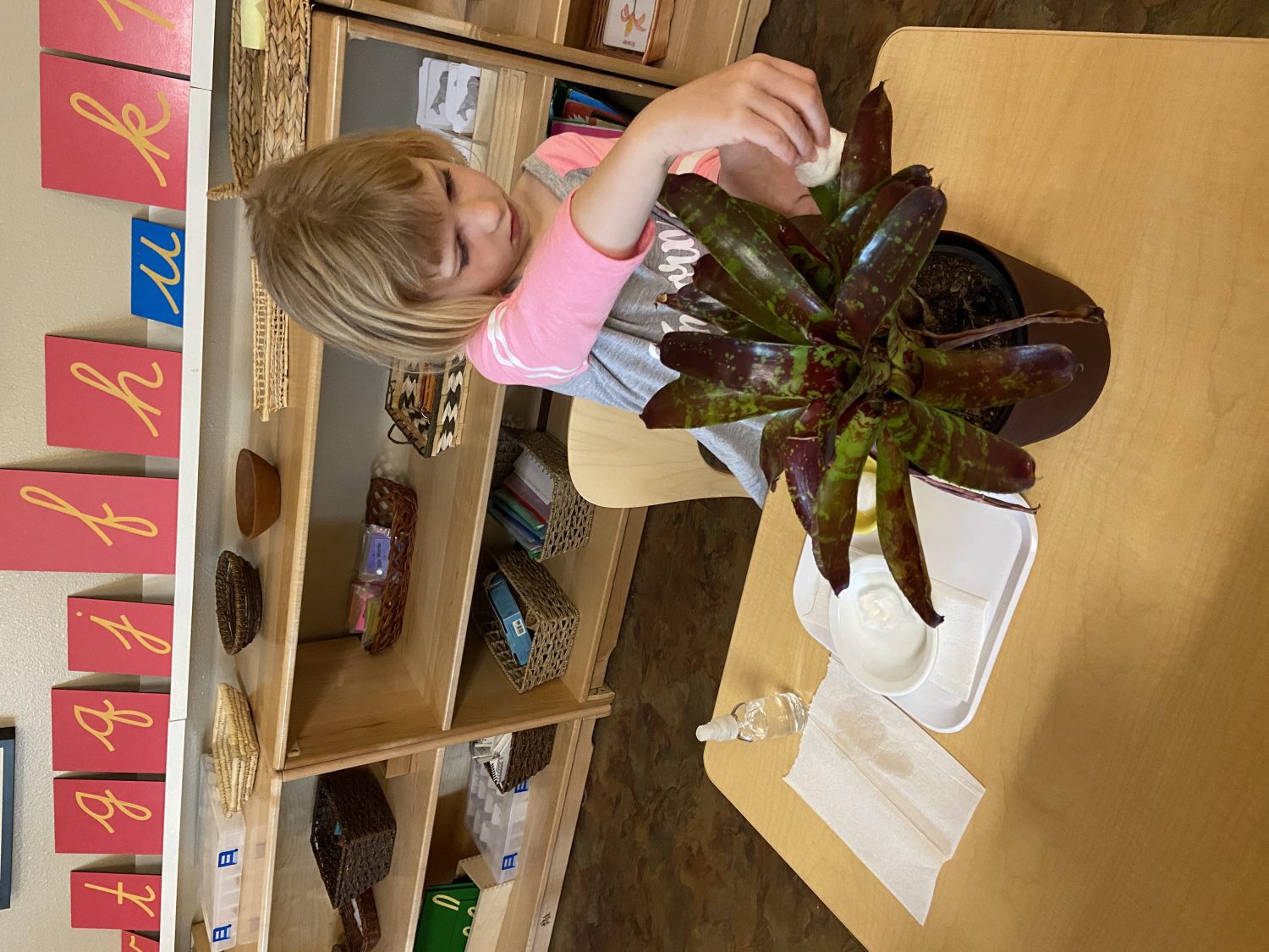 Early Childhood Plant Polishing, The Montessori Academy of Arlington, Private School Arlington TX