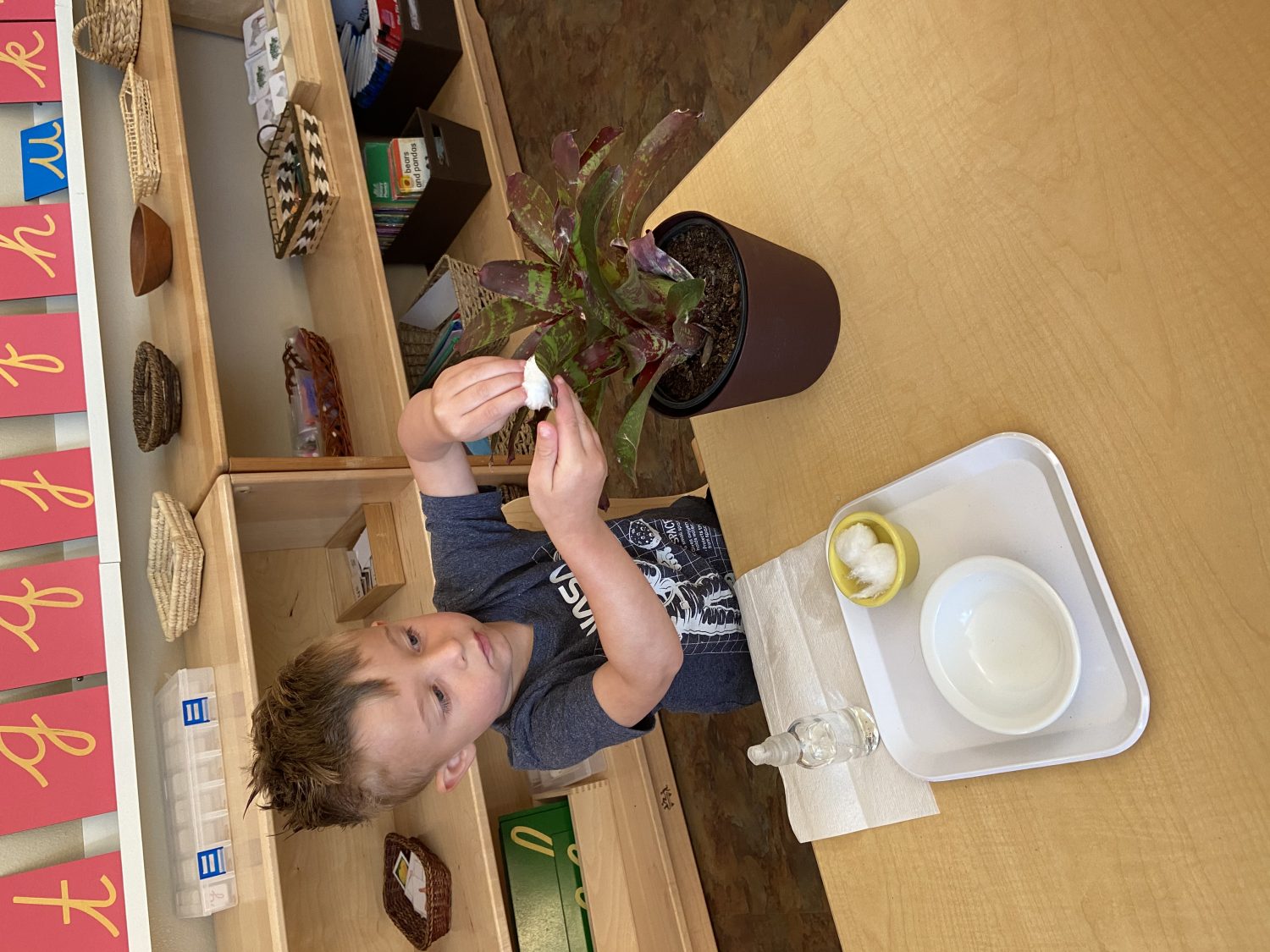 Early Childhood Plant Polishing, The Montessori Academy of Arlington, Private School Arlington TX